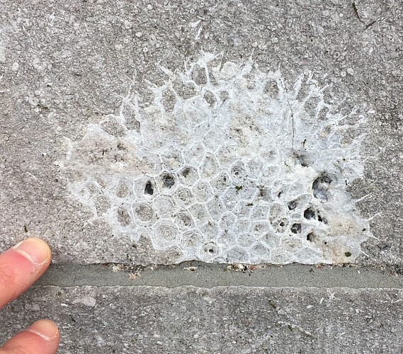 des colonies des coraux tabulés Michelinia et Syringopora