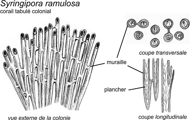 des colonies des coraux tabulés Michelinia et Syringopora