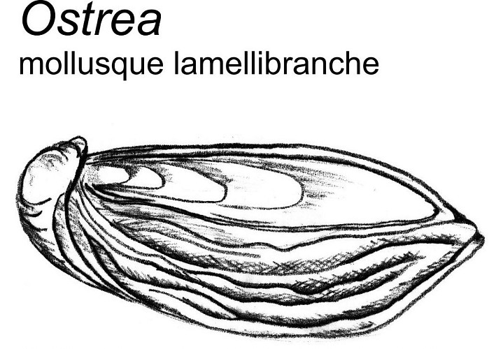 Des coquilles d’huître perforées