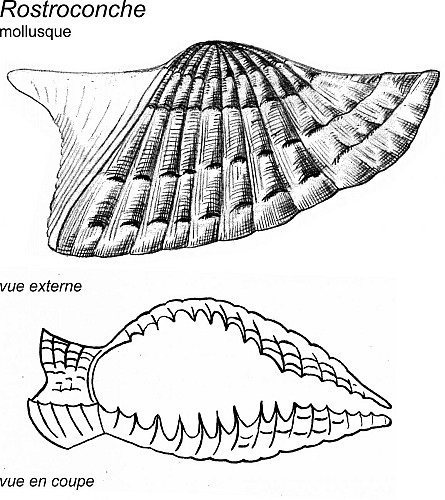 Une coquille de mollusque rostroconche