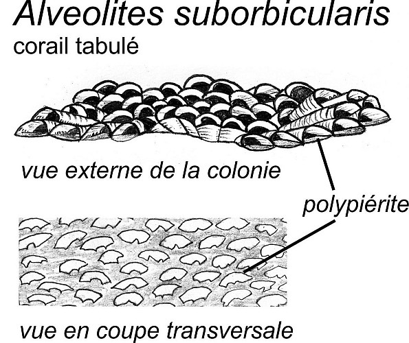 Des colonies du corail tabulé Alveolites et des fragments de trilobites.