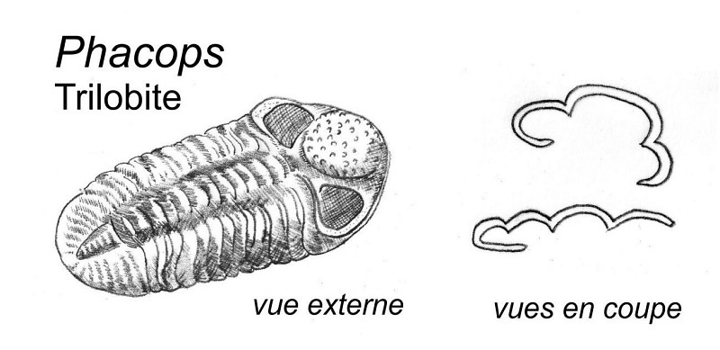 Des colonies du corail tabulé Alveolites et des fragments de trilobites.