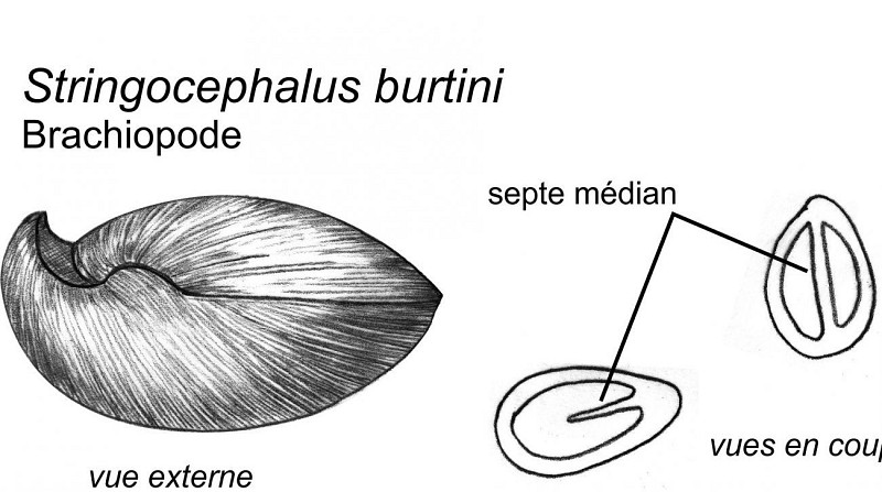 De nombreuses coquilles du brachiopode Stringocephalus