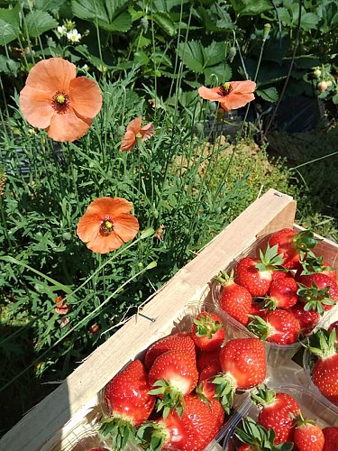 Les Fraises du Moun