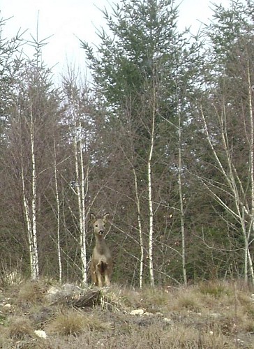Location Gîtes de France - Réf : 19G4060