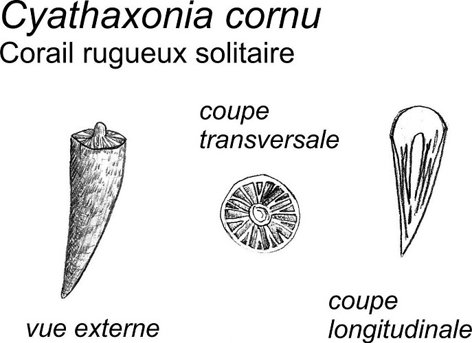 Des crinoïdes et des coraux Cyathaxonia