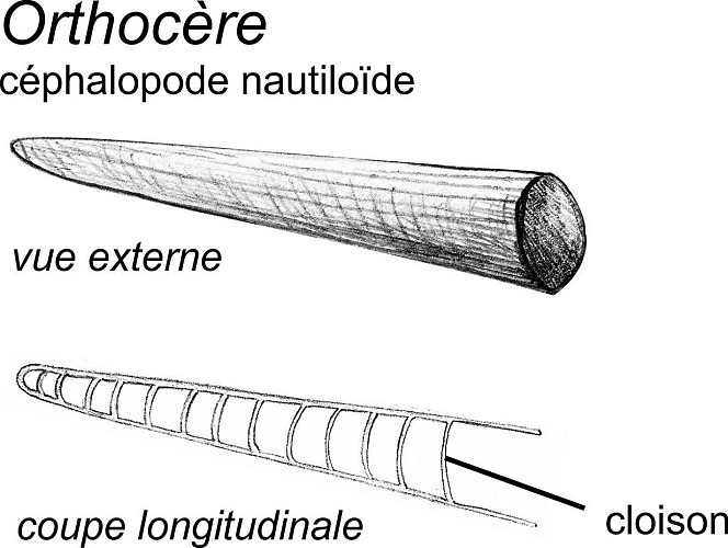 Une coquille de céphalopode orthocère