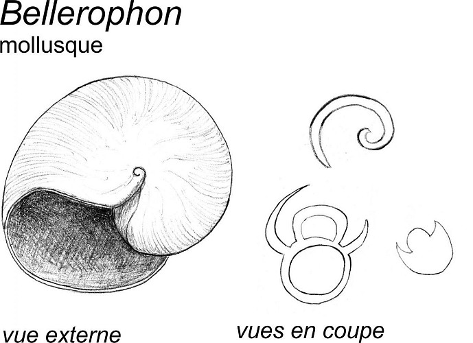 Des coraux solitaires Siphonophyllia et des coquilles de mollusques Bellerophon