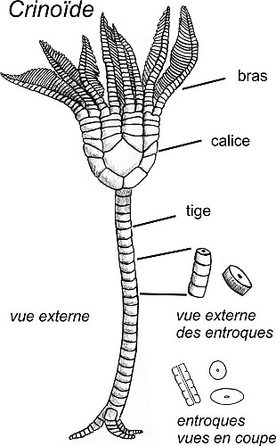 Gros fragments de crinoïdes et des coquilles de brachiopodes