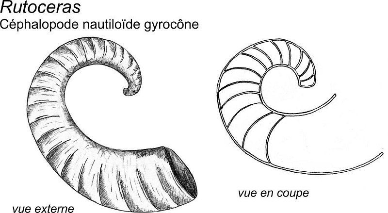 Une coquille de céphalopode Cyrtoceras recouverte de coraux tabulés Alveolites