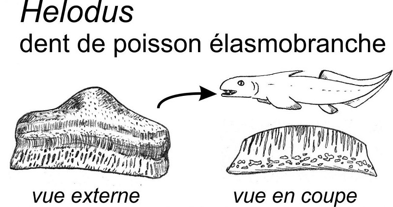 Des coquilles du brachiopode et une dent d’Helodus