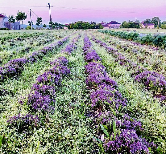 438128610_949452127187785_2469474272123500353_n