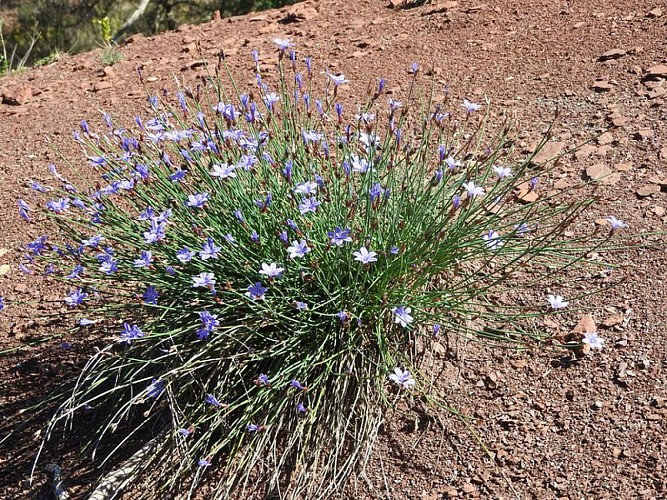 Aphyllante de Montpellier dans le rougier