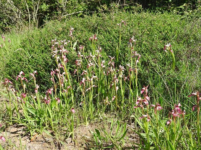 Une station d'orchidées sur le chemin...
