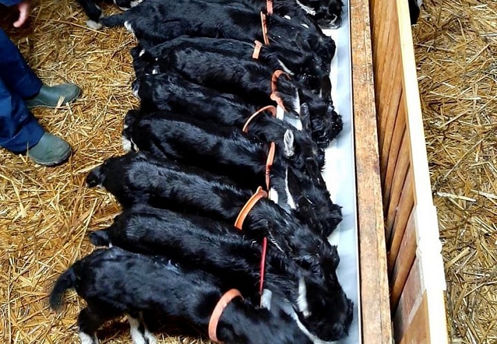 La Chèvre coquine Douchapt