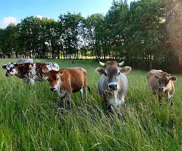 La chèvre Coquine Douchapt 6