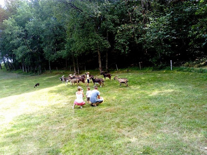 La chèvre Coquine Douchapt 5