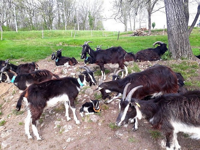 La chèvre Coquine Douchapt 2