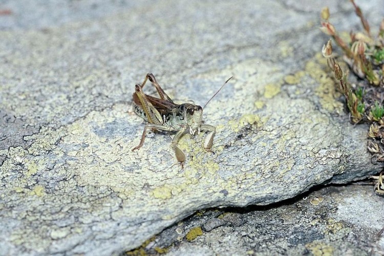 Gomphocère des alpages ou criquet de Sibérie, sur un rocher, (Gomphocerus sibiricus).