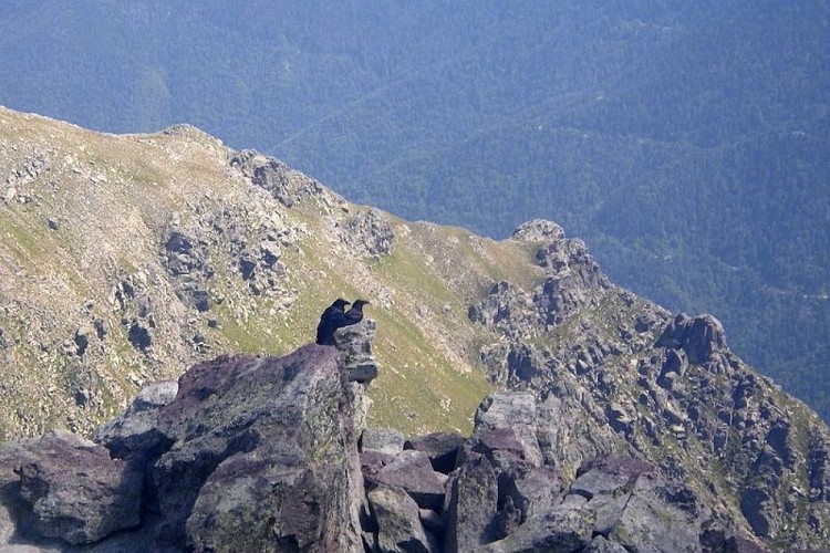 Deux grands corbeaux, (Corvus corax), famille des corvidés, le plus grand oiseau de l'ordre des passériformes