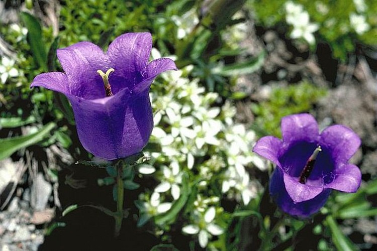 Campanule d'Allioni, (Campanula Alpestris ou Campanula allionii).