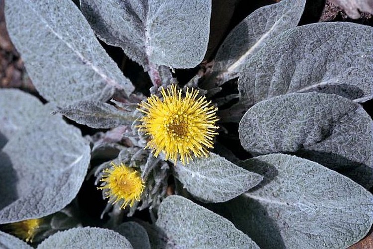 La bérardie laineuse, le chardon de Bérard, (Bérardia subacaulis), appellation dédiée à Pierre Bérard pharmacien et botaniste.