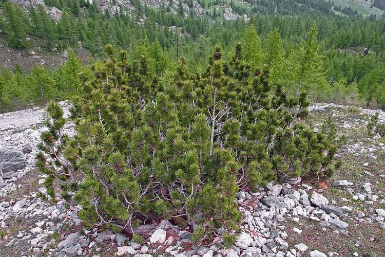 Pin Mugho ou pin mugo (Pinus mughus), poussant sur une pente à éboulis.