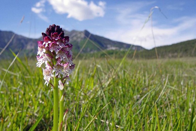 Orchis brûlé, (Neotinea ustulata), dans une prairie à Châteauneuf d'Entraunes au mois de mai