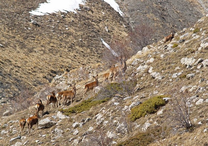Sur les hauteurs d'Entraunes, des cerfs élaphe et des biches, qui rencontrent un chamois, (Rupicapra rupicapra)
