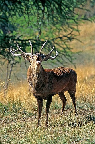 Un cerf (Cervus elaphus) à l'époque du brâme dans le Haut-Var