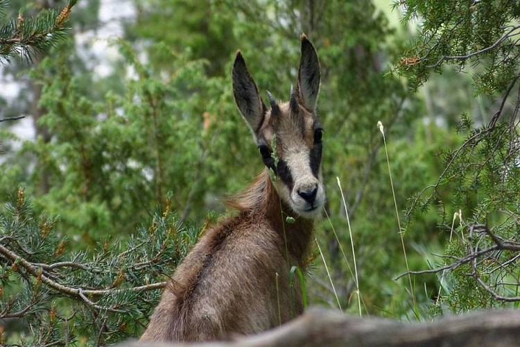 Chamois, (Rupicapra rupicapra), portrait d'éterlou