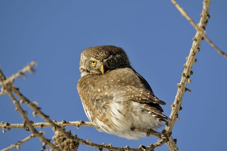 Chouette chevêchette ( Glaucidium passerinum), perchée sur une branche au début du printemps, famille des strigidae.