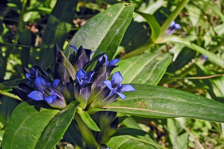 Gentiane croisette, (Gentiana cruciata)