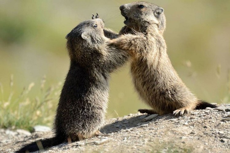 Marmotte des Alpes, (Marmota marmota), jeux de deux marmottons