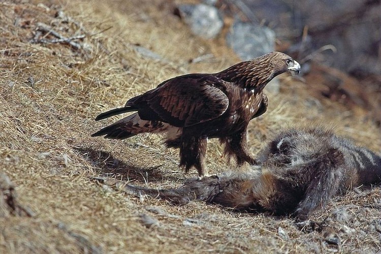 Aigle royal "intéressé" par une carcasse d'ongulé sauvage, (Aquila chrysaetos).