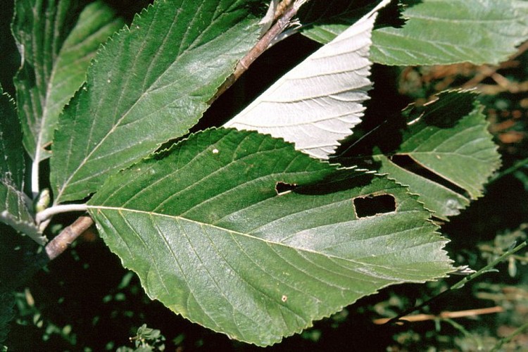 Foglie di Sorbo montano