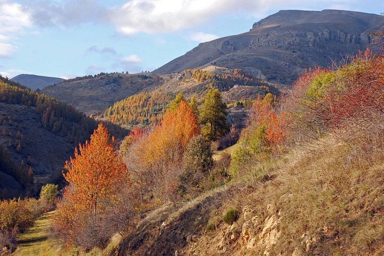 Beuil feuillus et mélézin en allant vers le plateau du Démant, couleurs d'automne.