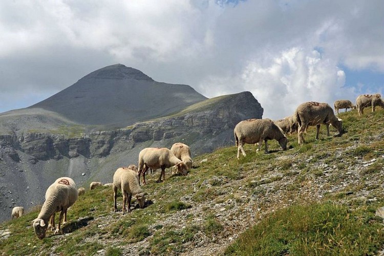 Un troupeau de moutons face au sommet du mont Mounier, (2817 m), passage de quelques nuages