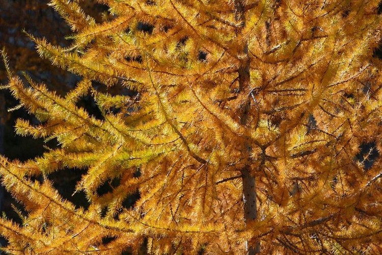 Mélèzes flamboyants en automne, (Larix decidua)