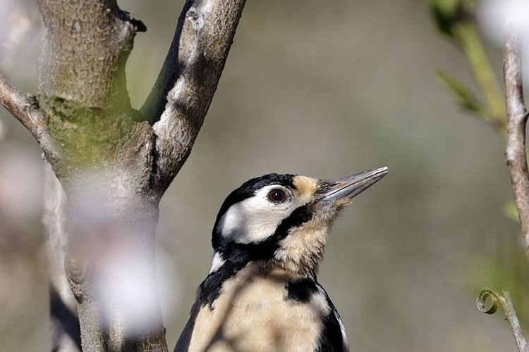 Le pic épeiche (Dendrocopos major)