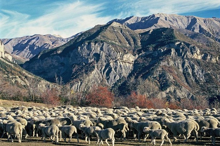 Troupeau de moutons près de Châteauneuf d'Entraunes en automne