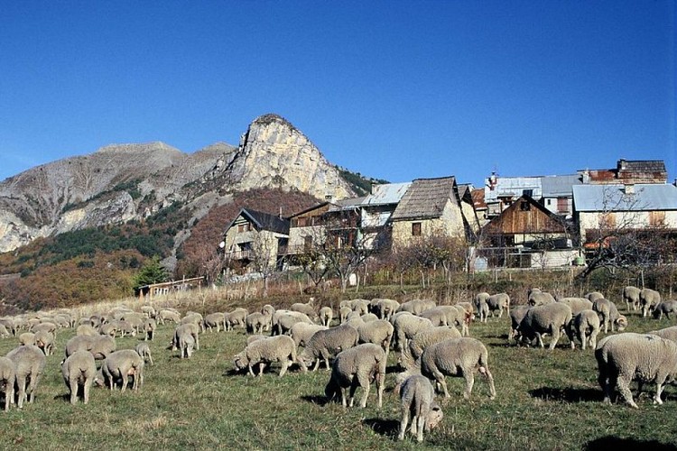 Brebis, troupeau à Chateauneuf d'Entraunes, devant le village.