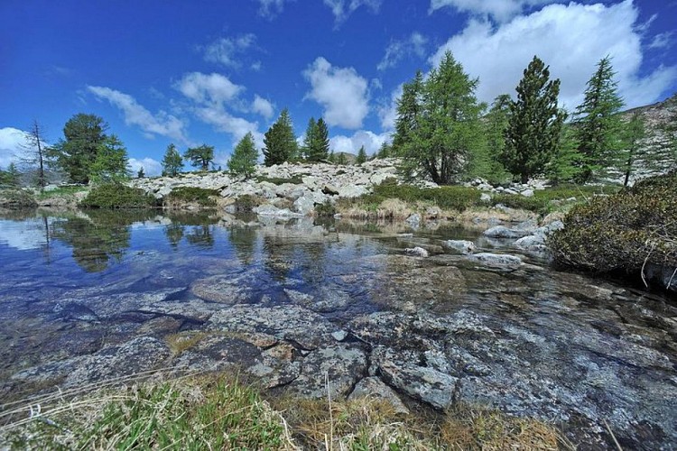 Au mois de juin, mélèzes, (Larix decidua) et pins cembro (pinus cembra), autour d'un petit lac et d'une zone humide.