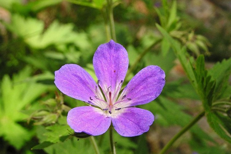 Géranium des bois, (Geranium sylvaticum).