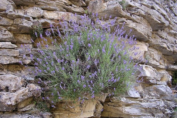 Lavande à feuilles aigües ou lavande vraie, (Lavandula angustifolia ou Lavandula officinalis), poussant sur du rocher.