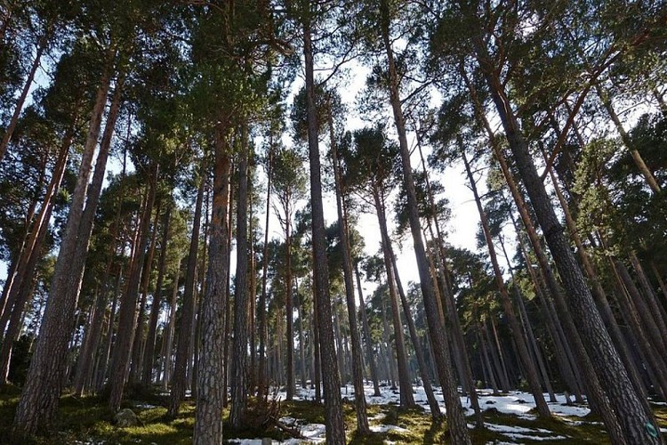Forêt de pins sylvestres, (Pinus sylvestris), sur le plateau de la Ceva en fin d'hiver