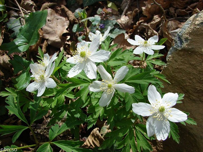 Sol fleuri d'aménone