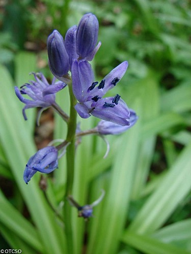 Fleur violette