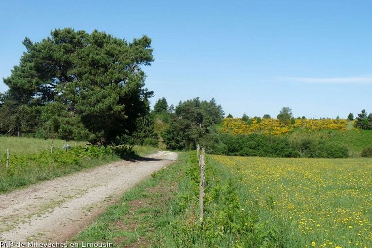 Sur le sentier du Puy des Pouges