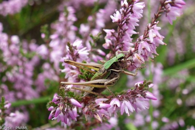 Callune et sauterelle des bruyères